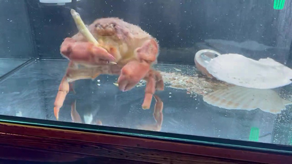 小魚を食べようとしたカニ