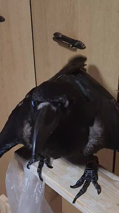 木の板の上にいるカラス