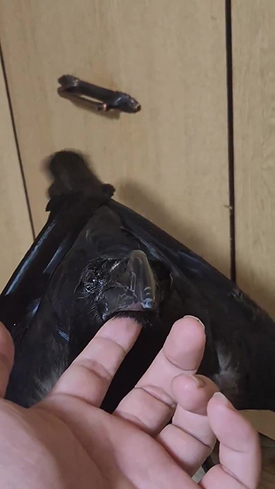 うっとり顔のカラス視線は右