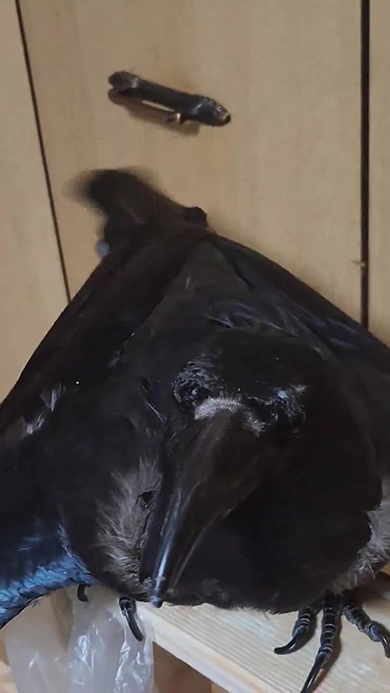 左下の方を見るカラス