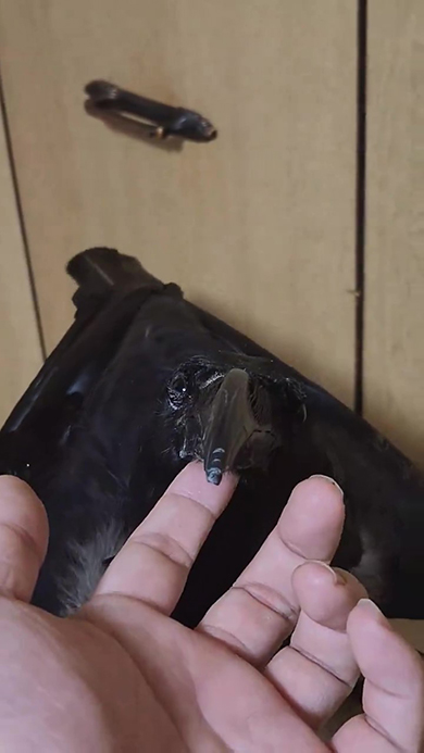 うっとり顔のカラス視線はやや左