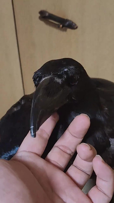 飼い主を見つめるカラス