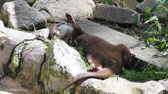 左前足をあげて眠るコツメカワウソ
