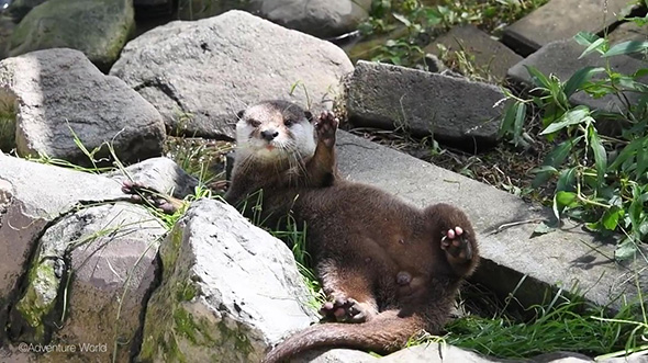 左前足をあげて起き上がったコツメカワウソ