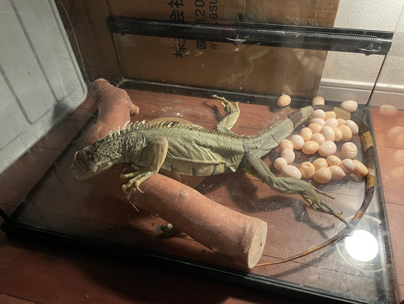 ペット イグアナ 産卵 無精卵 卵 食べる 食レポ