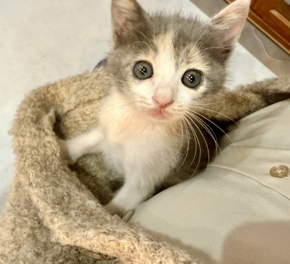 カーディガンに入る子猫