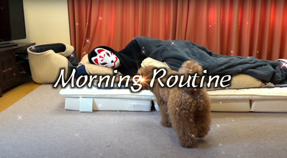 元気なトイプードルとのモーニングルーティン