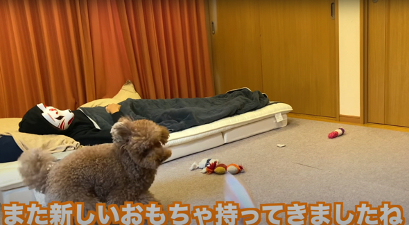 一人遊びを満喫するトイプードル