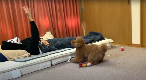 本気モードになるトイプードル