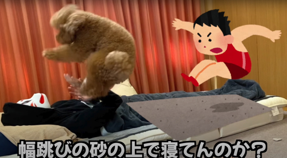 幅跳び選手のようなトイプードル