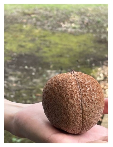 細川直美と栃の実