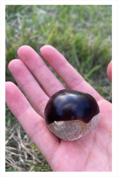 細川直美と栃の実