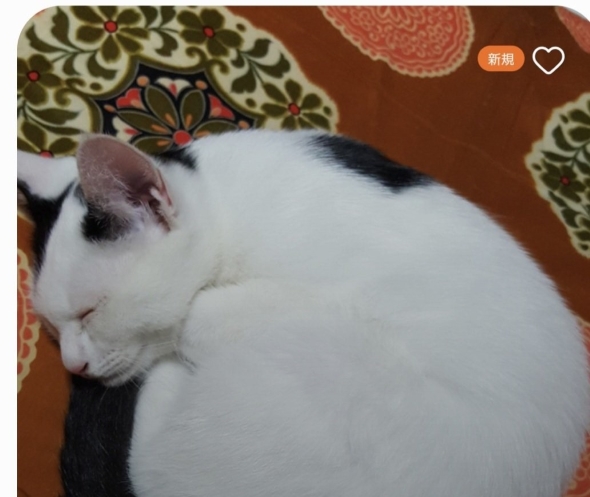 飼い猫チロちゃんの写真が入ったフォルダー