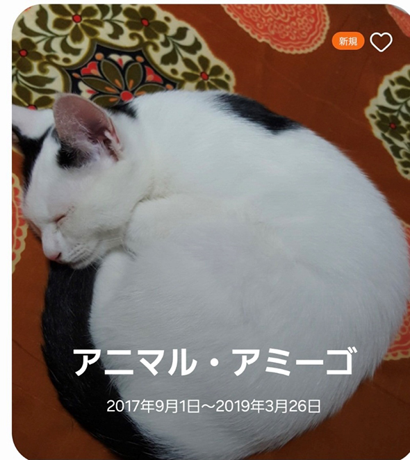 飼い猫チロちゃんの写真が入ったフォルダーの名前はアニマルアミーゴ