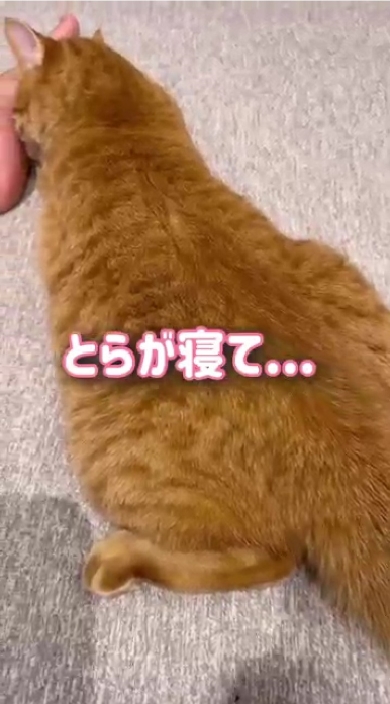 まんまるとらまる