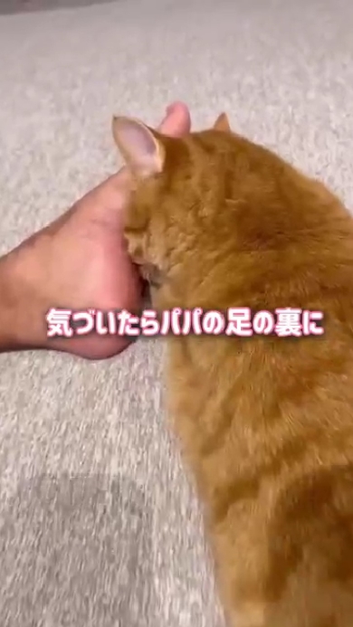 まんまるとらまる