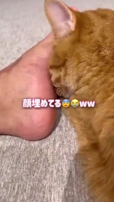 まんまるとらまる