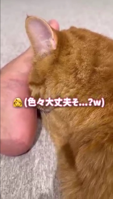 まんまるとらまる