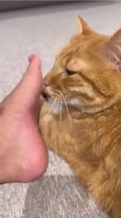 まんまるとらまる