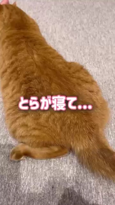 まんまるとらまる