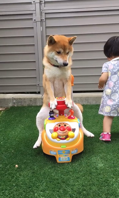 アンパンマンカー乗りこなす柴犬