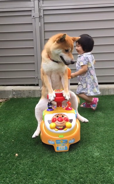 アンパンマンカー乗りこなす柴犬
