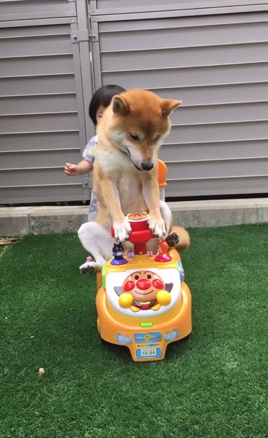 アンパンマンカー乗りこなす柴犬