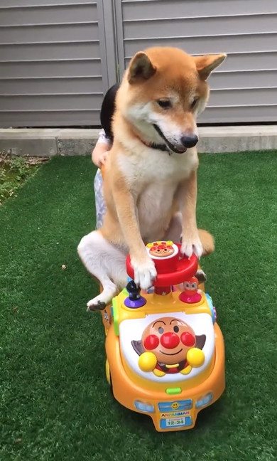 アンパンマンカー乗りこなす柴犬