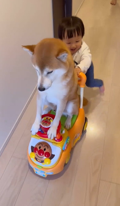 アンパンマンカー乗りこなす柴犬