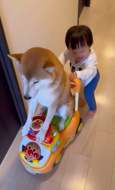 アンパンマンカー乗りこなす柴犬