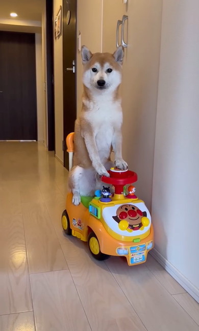 アンパンマンカー乗りこなす柴犬