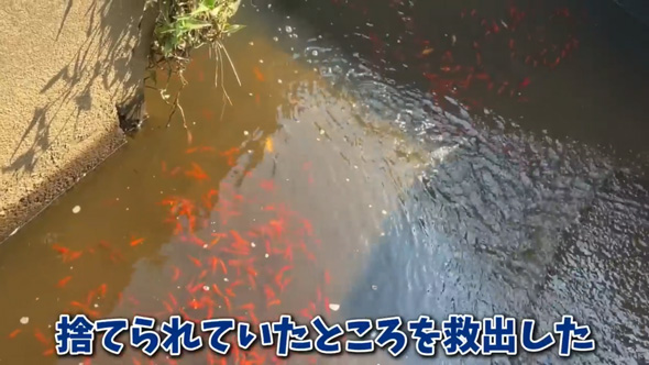 用水路 捨てられていた 金魚 保護 飼育 変化 違法放流