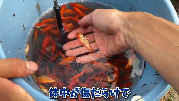 用水路 捨てられていた 金魚 保護 飼育 変化 違法放流