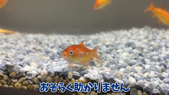用水路 捨てられていた 金魚 保護 飼育 変化 違法放流