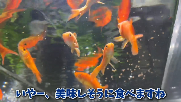 用水路 捨てられていた 金魚 保護 飼育 変化 違法放流
