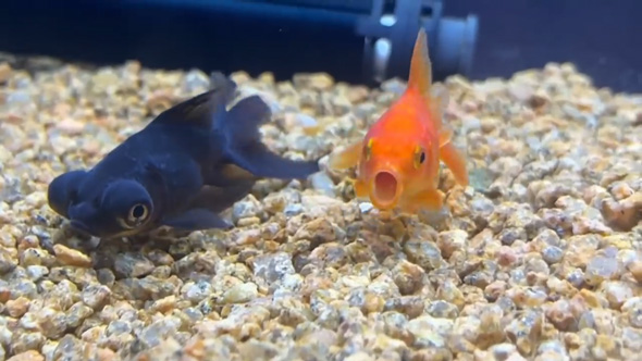 用水路 捨てられていた 金魚 保護 飼育 変化 違法放流