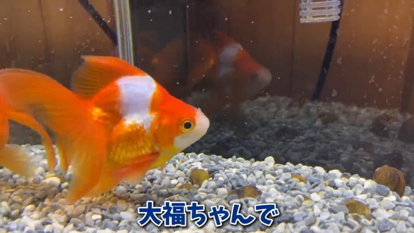 用水路 捨てられていた 金魚 保護 飼育 変化 違法放流