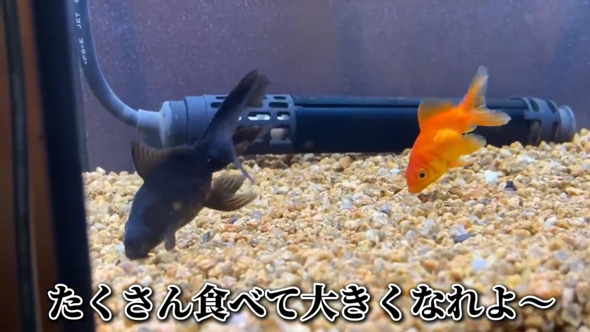 用水路 捨てられていた 金魚 保護 飼育 変化 違法放流