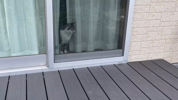 庭 お手入れ メダカ ビオトープ 水草 池 掃除 野良猫 子猫 母猫 憩いの場