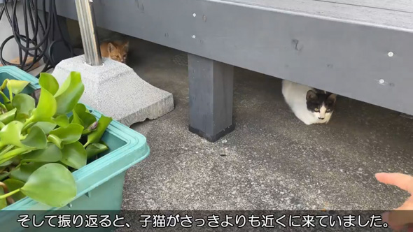 庭 お手入れ メダカ ビオトープ 水草 池 掃除 野良猫 子猫 母猫 憩いの場