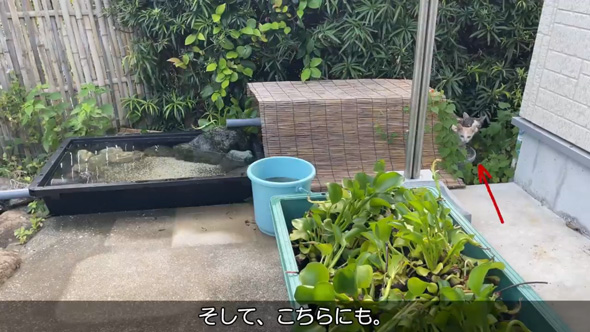 庭 お手入れ メダカ ビオトープ 水草 池 掃除 野良猫 子猫 母猫 憩いの場