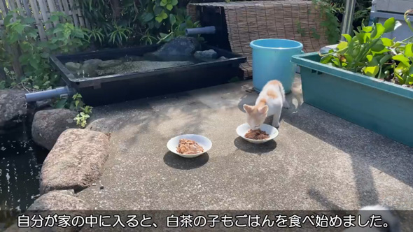 庭 お手入れ メダカ ビオトープ 水草 池 掃除 野良猫 子猫 母猫 憩いの場