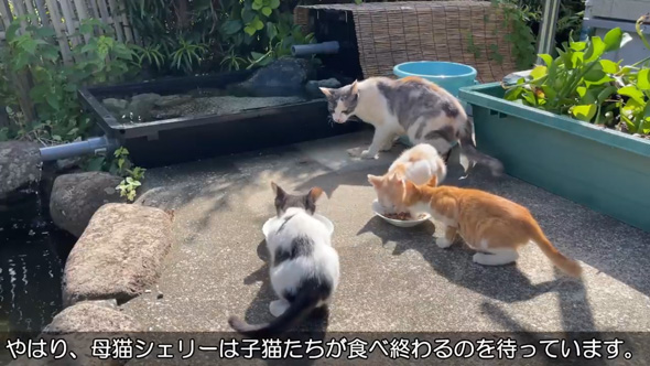 庭 お手入れ メダカ ビオトープ 水草 池 掃除 野良猫 子猫 母猫 憩いの場