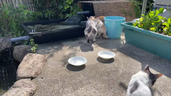 庭 お手入れ メダカ ビオトープ 水草 池 掃除 野良猫 子猫 母猫 憩いの場