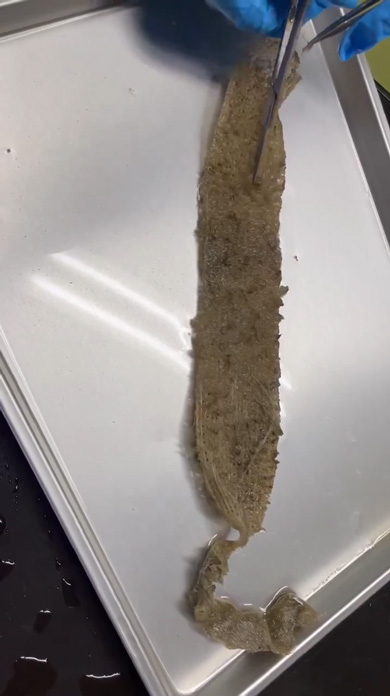 カイロウドウケツを開けたらドウケツエビが入ってる