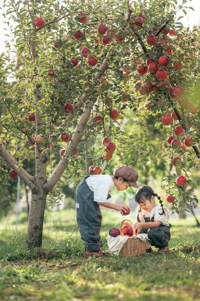 初めてのりんご狩りを楽しむ兄妹