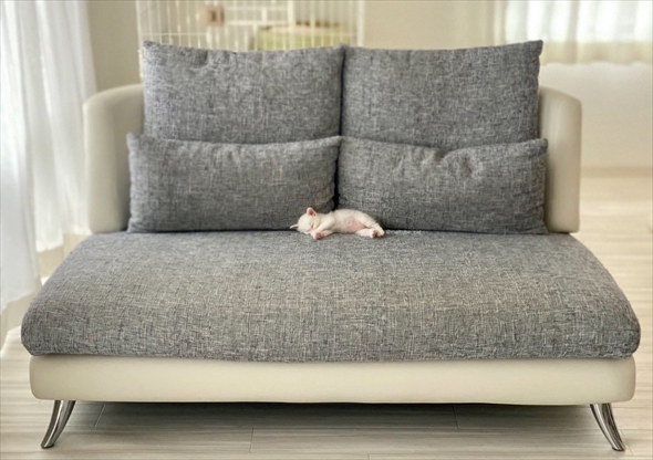 立派に成長した猫のビフォーアフター