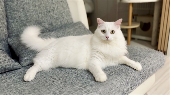 立派に成長した猫のビフォーアフター