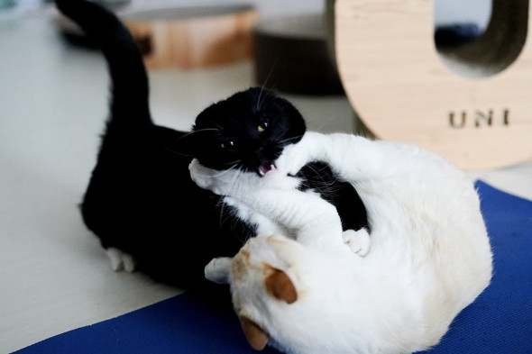 耳が見えない猫