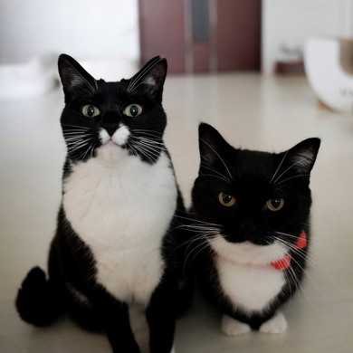 似ている猫たち